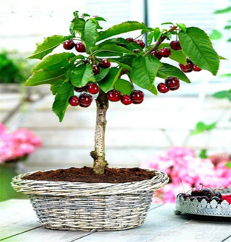 New Arrival 20 pcs Organic Sweet Japan cherry plant garden Blooming Plants, rare fruit tree easy grow DIY Home Bonsai Best Gift