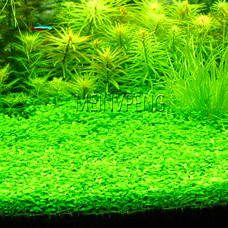 Hot Sale!300 pcs / Bag Aquarium Grass bonsai Water Grasses Random Aquatic Plant Grass plant Indoor Beautifying Plant,#UDWNR