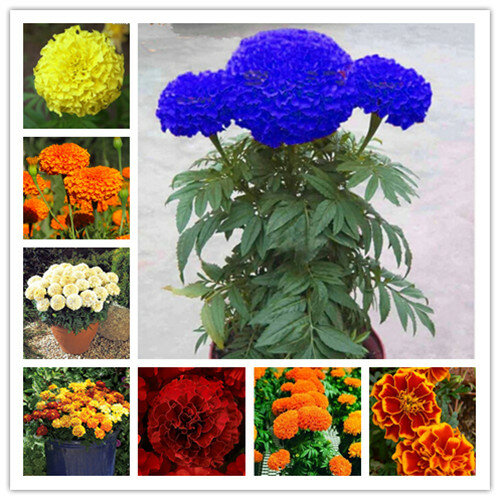 Grande promotion! Rare bonsaï plante 200 pièces marigold chrysanthème fleurs plantes quatre saisons cour jardin chrysanthème bonsaï