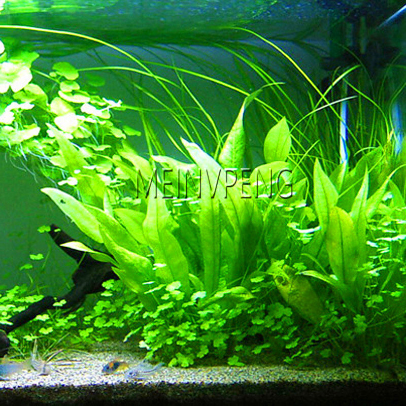 Heißer Verkauf! 300 teile/beutel Aquarium Gras bonsai Wasser Gräser Gelegentliche Aquatische Pflanze Gras anlage Indoor Verschönerung Anlage, # UDWNR