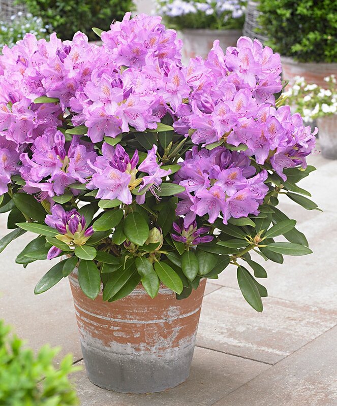 Ventes! 200 pièces/sac Rare Rhododendron Azalea bonsaï ressemble à Sakura japonais cerisier fleurs en pot plante pour décor de jardin