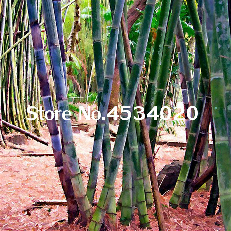 100 piezas de bambú bonsái heterheterocicla Pubescens Real chino Mao Zhu Bonsai para la planta de jardín de Casa DIY