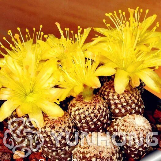 100pcs Campsis Tubiflora  rarest succulent cactus seeds Lithops Seeds Bonsai Home & Gardern Free Shipping  Imported cactus