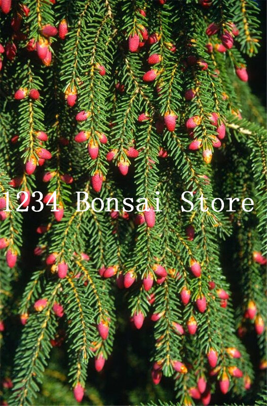 Climbing Spruce plants Pine Tree plants In Pot Bonsai Courtyard Garden Flower Pots Planters Free Shipping 30 Pcs Spruce Bonsai