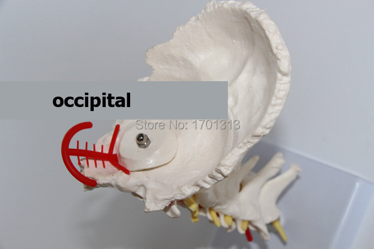 Medycyna ludzkiego ciała kręgosłupa szyjnego model anatomiczny model specjalny dekoracji klinika spersonalizowane dekoracyjne figurki