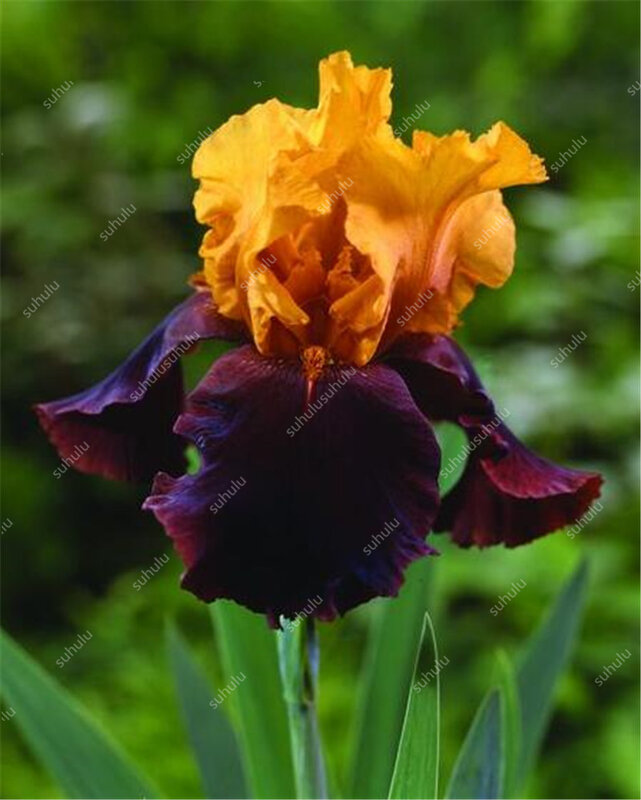 100 pcs 24 Cores Iris Iris Flor Da Orquídea Phalaenopsis Bonsai Plantas Bonsai Raro Íris Barbudo, as plantas da natureza para sua casa ou jardim