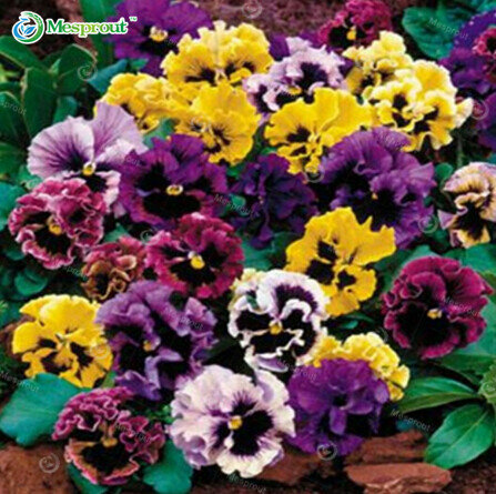 100seeds/pack beautiful pansy seeds Mix Color Wavy Viola Tricolor Flower Seeds bonsai potted DIY home&garden Free shipping