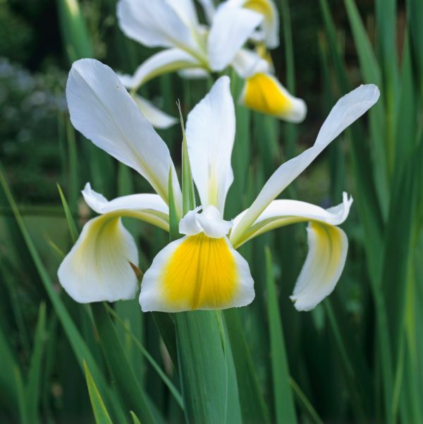 100 pcs bonsai Iris, Iris jardim de orquídeas, Relíquia Rara Perene Flor Tectorum flores, plantas para casa gatden