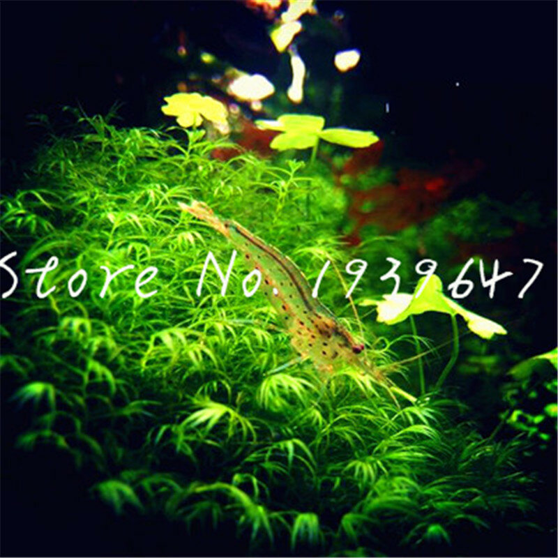 1000 Pcs/bag Hot Pellia Java Fish Tank Aquatic bonsai For Live Fish Moss Fern Aquarium Plant Landscape Decoration Ornament grass