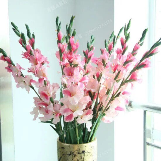 2 bulbstrue розовый гладиолус, красивый цветок гладиолуса, (не gladiolu семян), цветок символизирует долголетие, завод сад