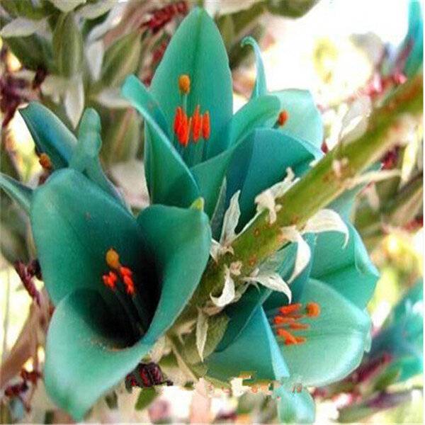 100 Rare pçs/saco Campânula Bellflower Importado Chile Chileno Rosea Planta Outdoor & Indoor Bonsai Jardim Seedsfor Horta Vaso de Flores