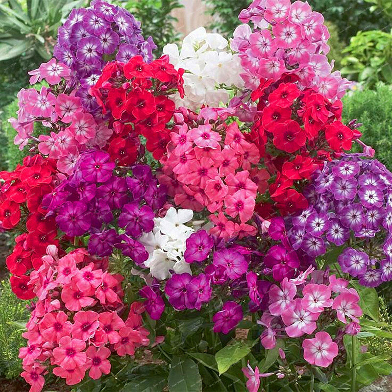 Offre spéciale!!! 200 pièces unique différentes couleurs phlox fleurs en pot bonsaï flores maison jardin 100% véritable organique floraison plante