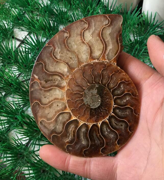 Ammonite natural fina pedra preciosa arte decoração por favor selecione uma imagem específica