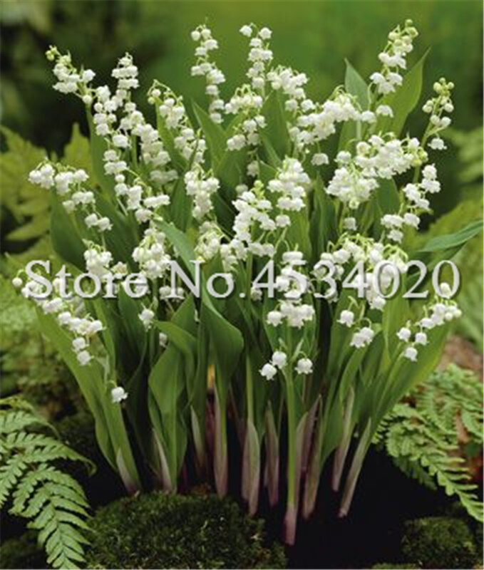 100 unids/bolsa bonsái de flores lirio del valle, orquídea de bonsái de campana, rico Aroma, orquídeas blancas para la decoración del jardín del hogar