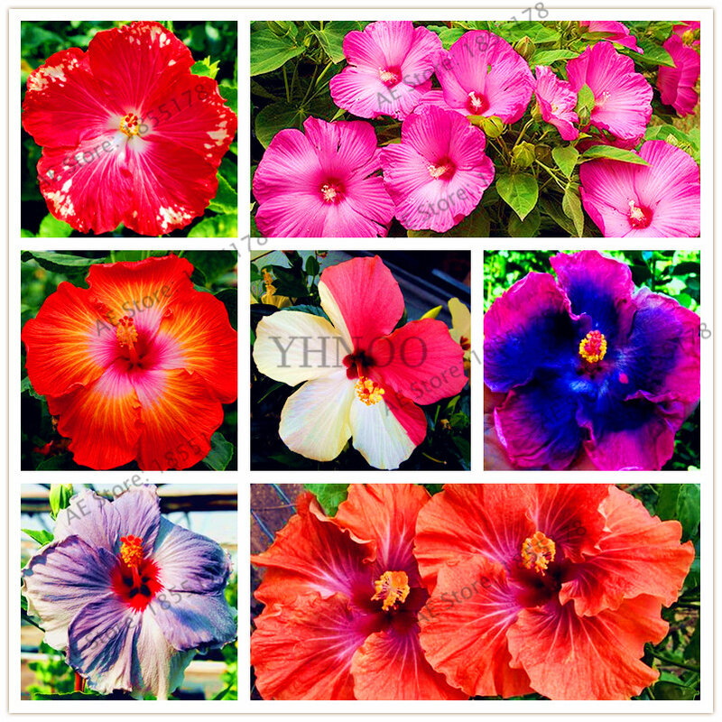Big selling!105pcs/bag 24 Colors Dinnerplate Hibiscus Perennial Flower home& garden plant use10-12 Inch Flowers