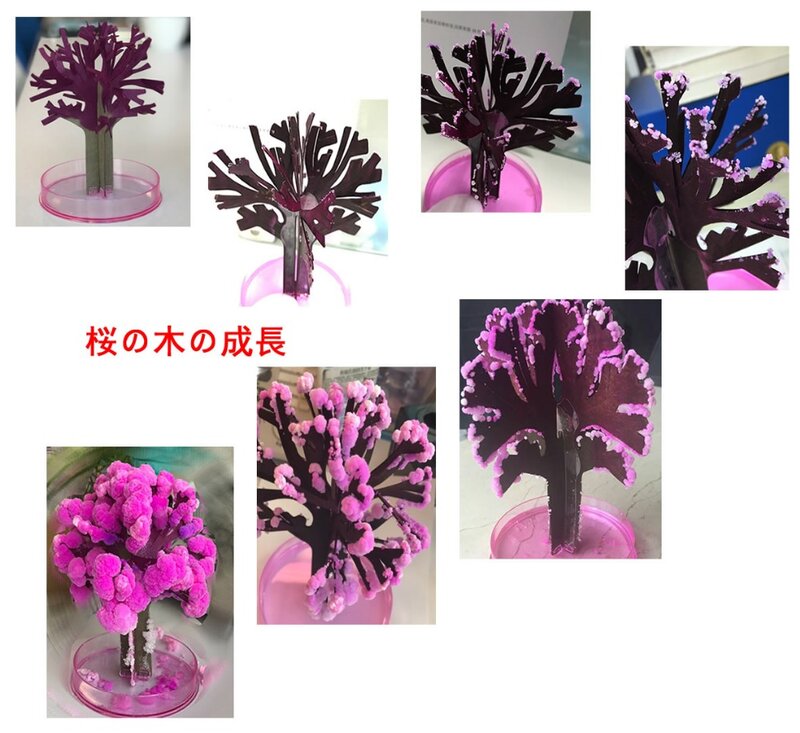 2019 135mm H Japan Rosa Große Magie Wachsen Papier Japanischen Sakura Baum Magisch Wachsende Bäume Kit Desktop Kirschblüte kinder Spielzeug