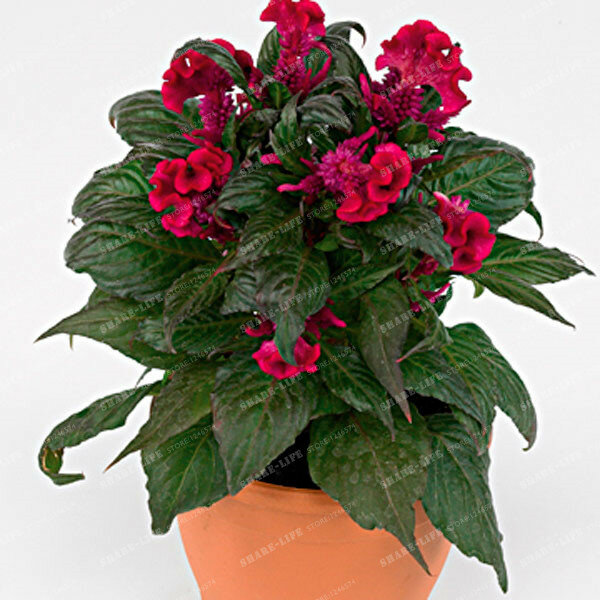 100pcs Cockscomb Seeds Home Potted Celosia cristata Seed Garden Flower In Bonsai Variety Complete The Budding Rate 95%