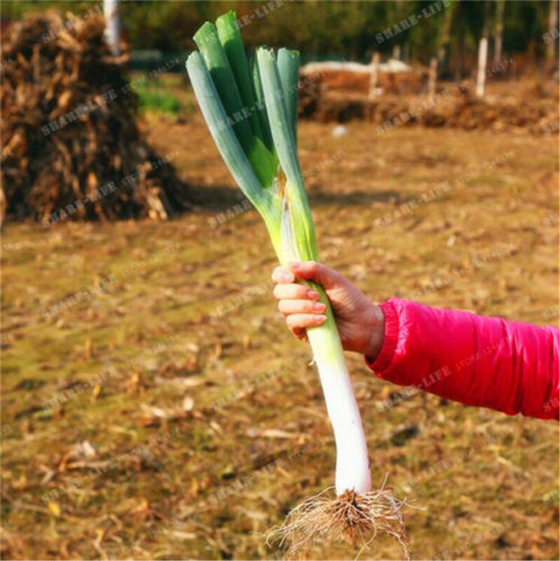 Sell Well 100 Pcs Giant Chinese Green Onion Home Garden Bonsai Plant Rare Sterilization Vegetable plant The Budding Rate 95%
