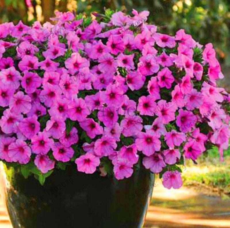 ¡Superventas! 200 Uds. Colgante Petunia ondas de flores de colores mixtos hermosas flores para plantas de jardín Bonsai plantas de flores, # BJLC4O