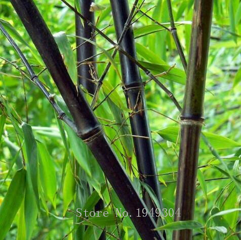 Limite de temps!! Rare pourpre Timor Bambusa noir bambou plante bonsais facile à cultiver cour 50 pièces-paquet organique bonsaï maison