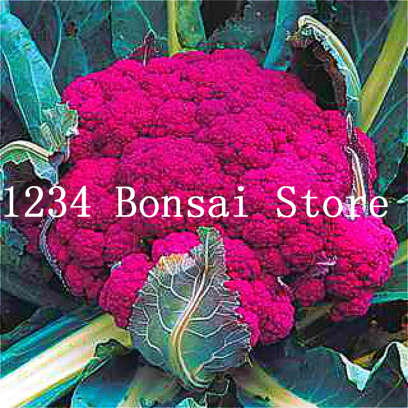 50 pcs Brócolis Bonsai vaso de plantas Planta Vegetal Não-OGM Da Herança Vegetal de Alta Qualidade Para Casa e Jardim 95% + Germinação