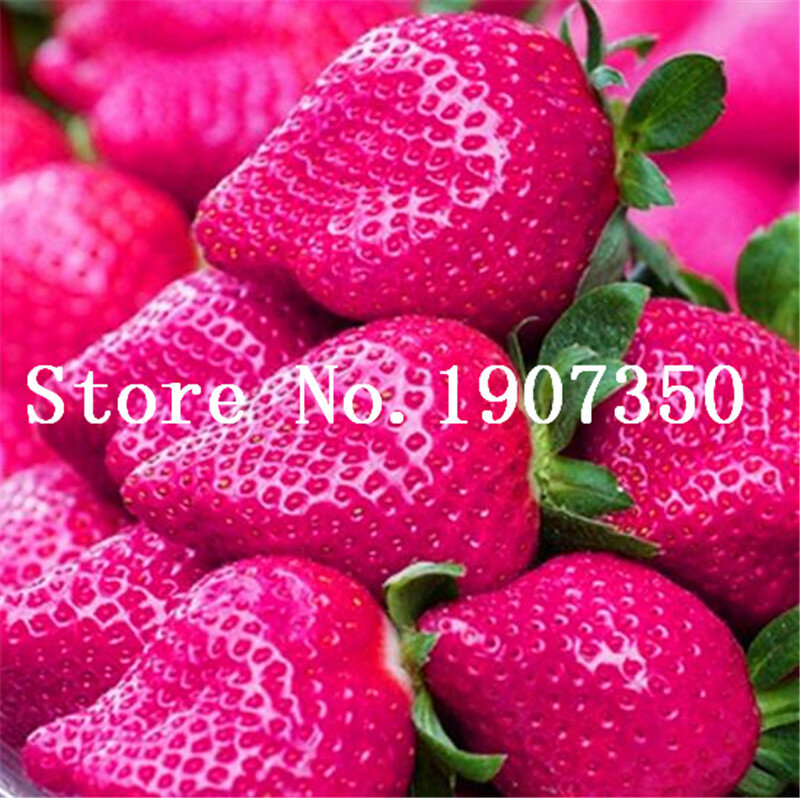 Köstliche Multi-farbe Erdbeere Bonsai 200 stücke Schwarz Blau Weiß Erdbeere Obst Baum Topfpflanzen Home Garten Wahre Vielzahl