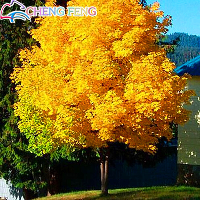 20 pcs Roxo Maple bonsai Raro No Mundo do Canadá É UM Belo Roxo Maple Bonsai Plantas Árvores Para Casa jardim Frete Grátis