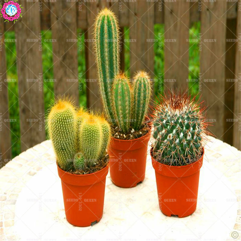 50pcs Mixed Cactus Seeds Real Prickly Pear Succulent Plant Seeds