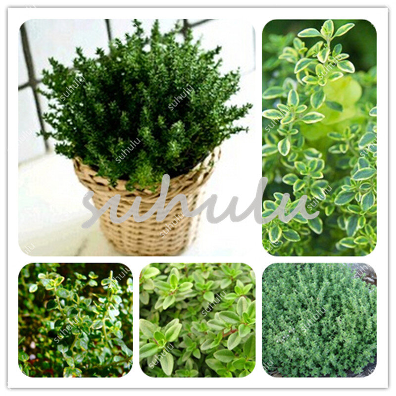200 Pcs Green Lemon Thyme Grass Bonsai, Herb Garden Plant Vegetable Bonsais Thymus Citriodorus Mosquito Repelling Creeping Culin