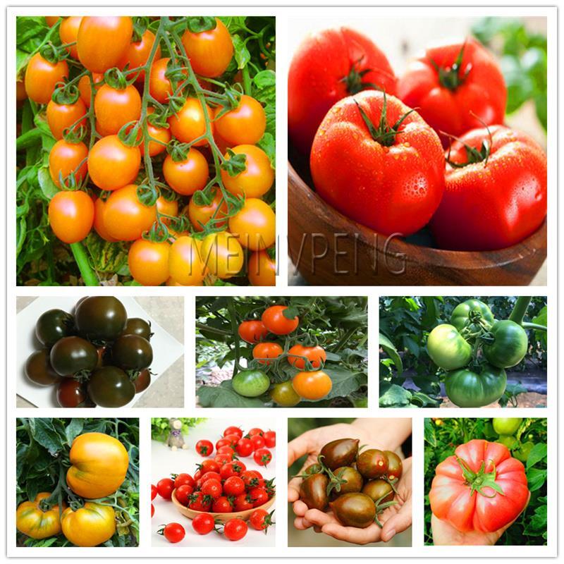 뜨거운 판매! 300 pcs 거 대 한 토마토 식물 유기 가보 식물 야채 다년생 비 gmo 식물 냄비 홈 정원 심기