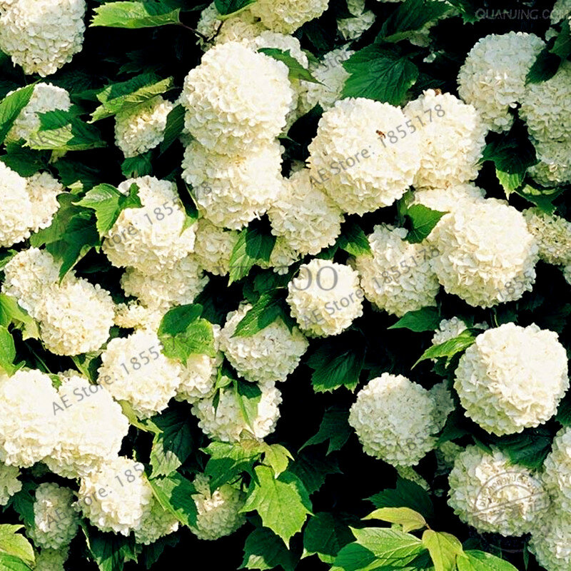 Grande vente! 20 pièces/sac hortensia bonsaï fleurs vivaces pour la fête de mariage plante pour la maison et le jardin 16 couleurs