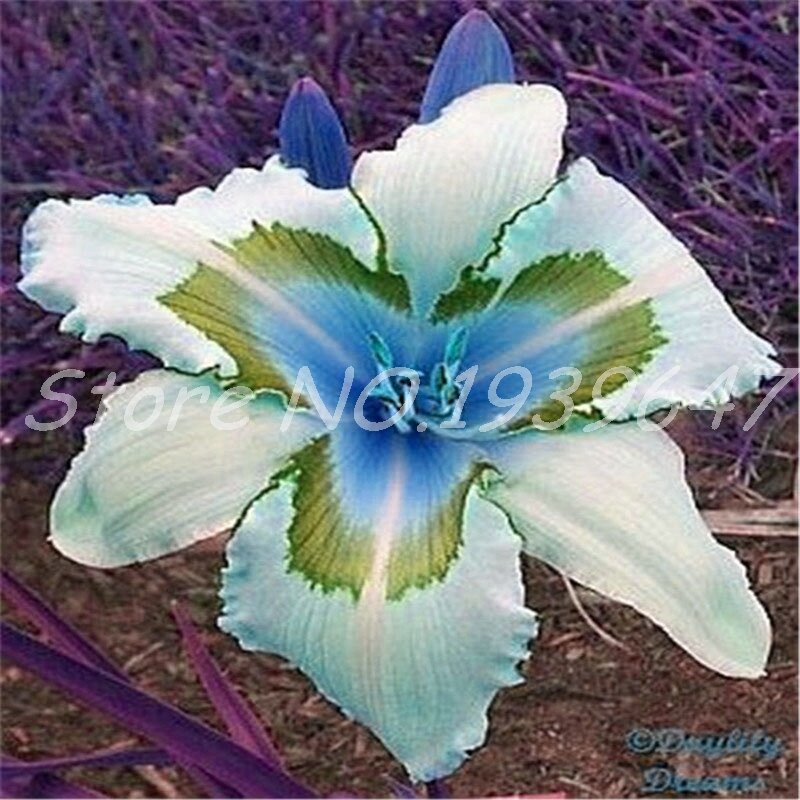 100 Pcs/Tasche Frische Bonsai Hemerocallis Middendorffii Daylily Mehrjährige Blume Taglilien Blume Pflanze Tag Lilie Schönheit Ihre Garten