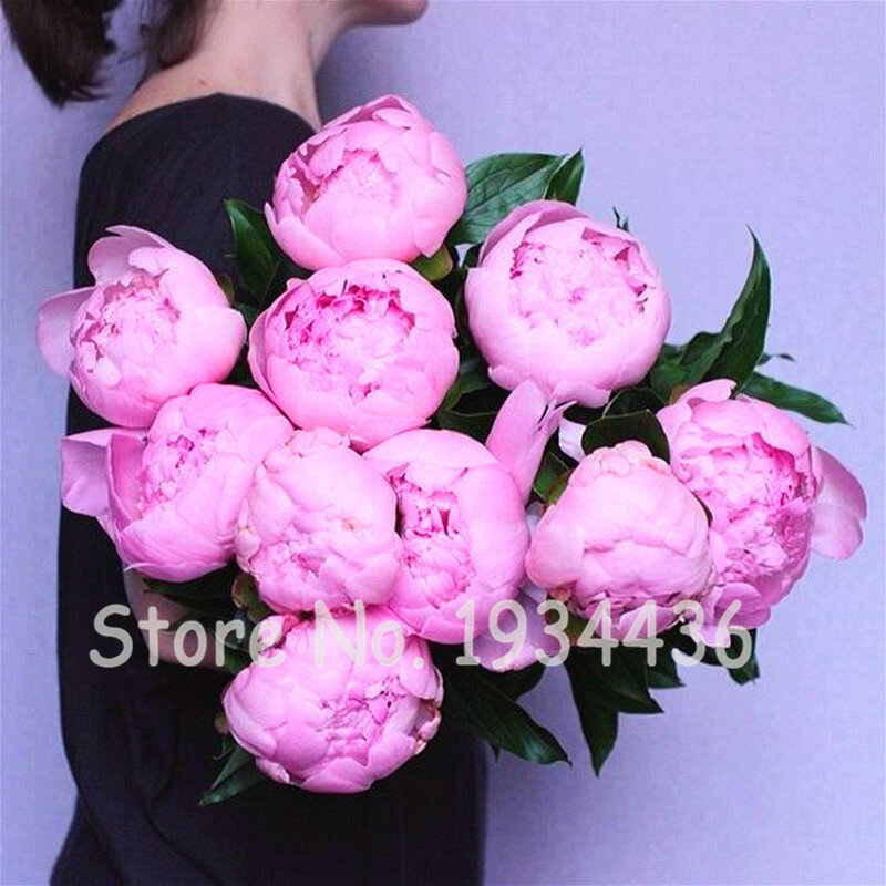 20 piezas de doble peonía Bonsais flores hogar Arvores perennes Para Plantar Rosa China Paeonia Suffruticosa Pflanzen Jardinagem