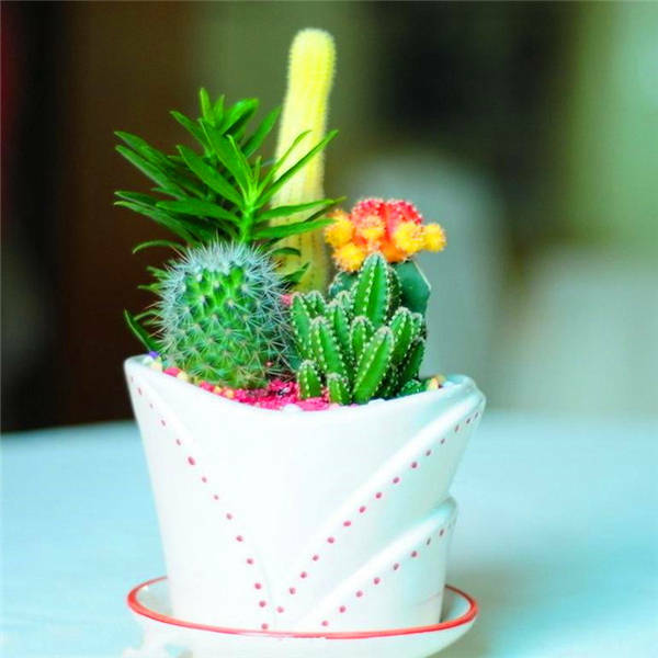 Promotion! 500pcs rare cactus plant Japan best selling succulent flower bonsai plant indoor plant home and garden decoration