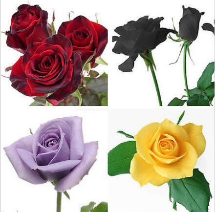 200 stücke Gemischten Stil Seltene Pflanzen Decor Multi Farben Rose Pfingstrose Blumensamen