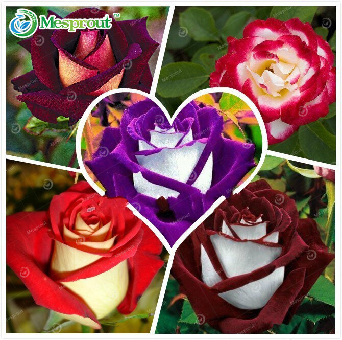 100 Particles a Large Collection of All Kinds of Rare Rose Seeds Perennial Flowers 14 Varieties of Roses