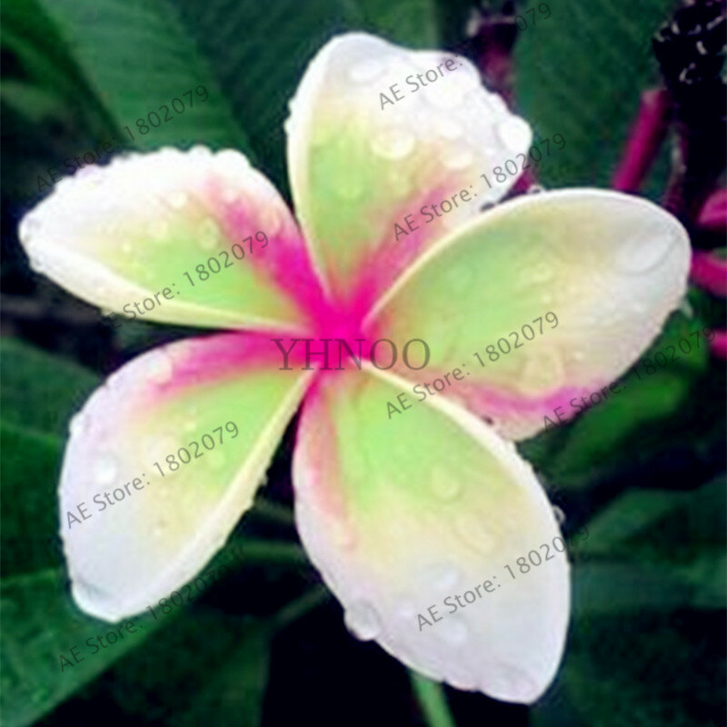 20 pièces/sac couleurs mélangées frangipanier Plumeria Rubra fleurs flores, plante de bonsaï vivace pour la plantation de maison et de jardin