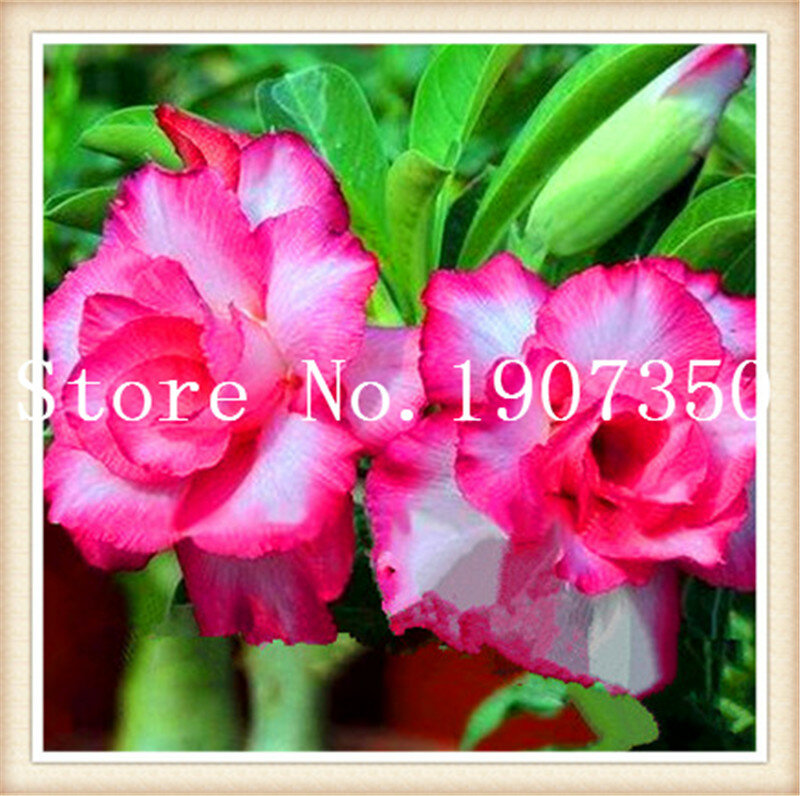 2 sztuk adenium obesum Bonsai Mix Mini bonsai Desert Rose kwiat roślina Bonsai dla rośliny doniczkowe Rainbow Semente Flor ogród