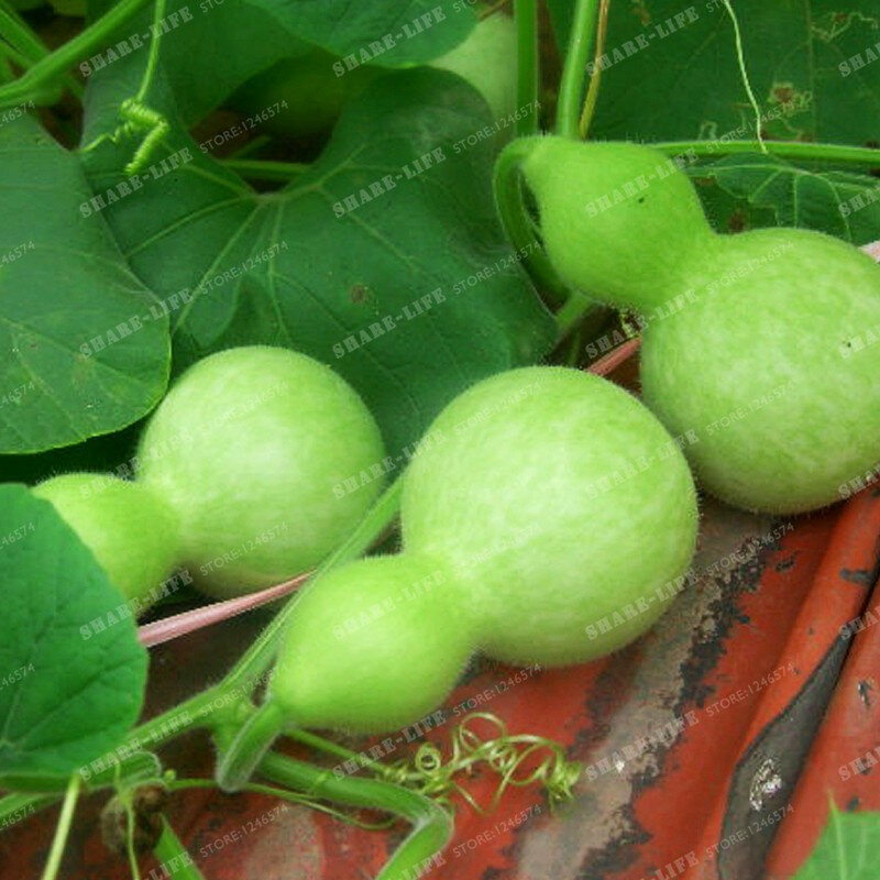 Big Spoon Bottle Gourd Seeds Lagenaria Siceraria Organic Vegetable Home Garden Plant Supplies Bonsai Seeds 10 Pcs