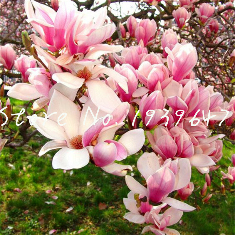 Grande Promotion! 100 pièces plantes de jardin Magnolia bonsaï pot plantes de vivace extérieur fleur multicolore Magnolia fleur arbre