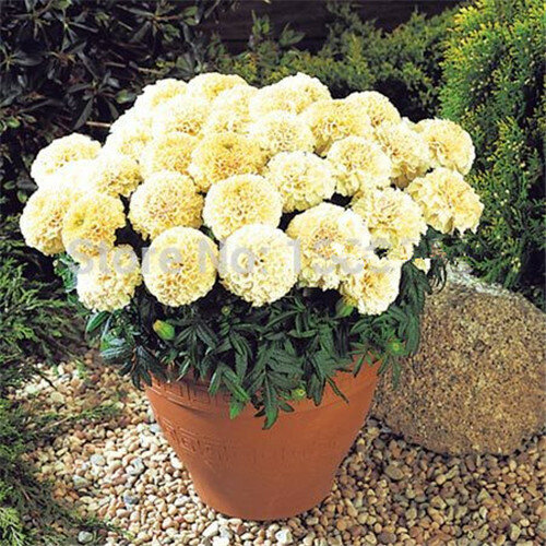 Grande promotion! Rare bonsaï plante 200 pièces marigold chrysanthème fleurs plantes quatre saisons cour jardin chrysanthème bonsaï