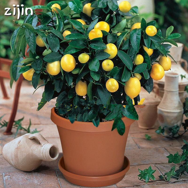 50pcs 레몬 분재 레몬 나무 희귀 한 과일 treefor 홈 gatden 안뜰 수 식용 과일 식물