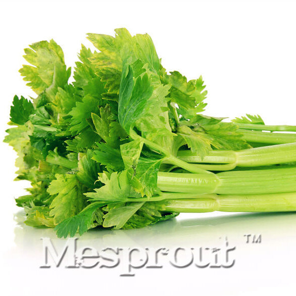 Free Shipping 100PCS Celery Seeds -Organic, Good for Blood Pressure,Fragrant Vegetable Seeds for home garden planting Non-Gmo