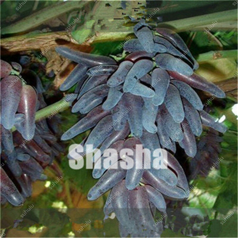 10 Uds. Dedo negro uva América uva gigante Bonsai comestible suculento árbol de fruta perenne para interior hogar jardín plantas en maceta