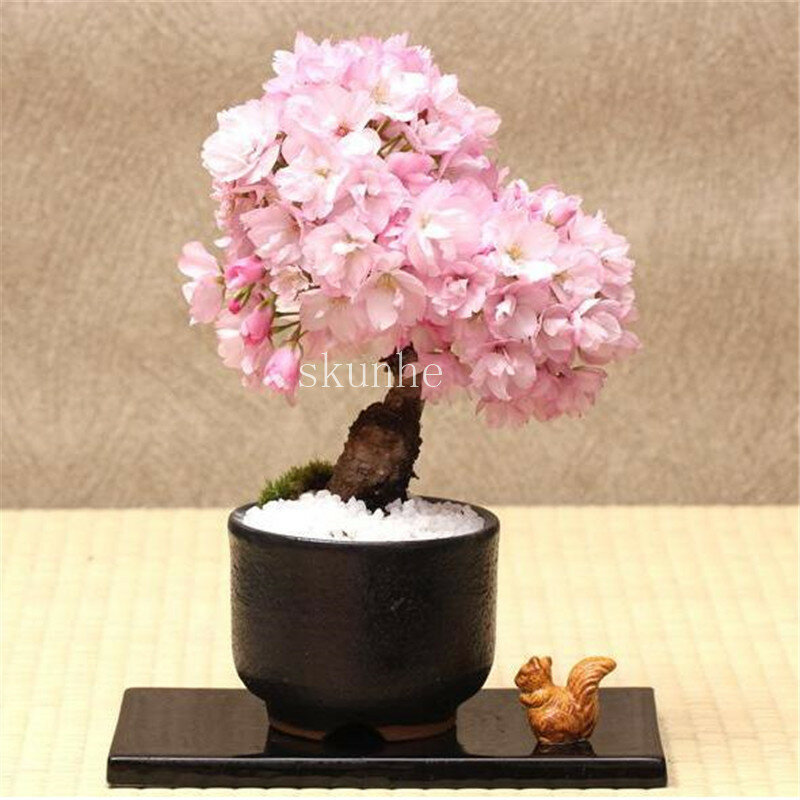 Bonsai drzewo japoński sakura bonsai, kwiat bonsai kwiaty wiśni dla domu i ogrodu 3 sztuk
