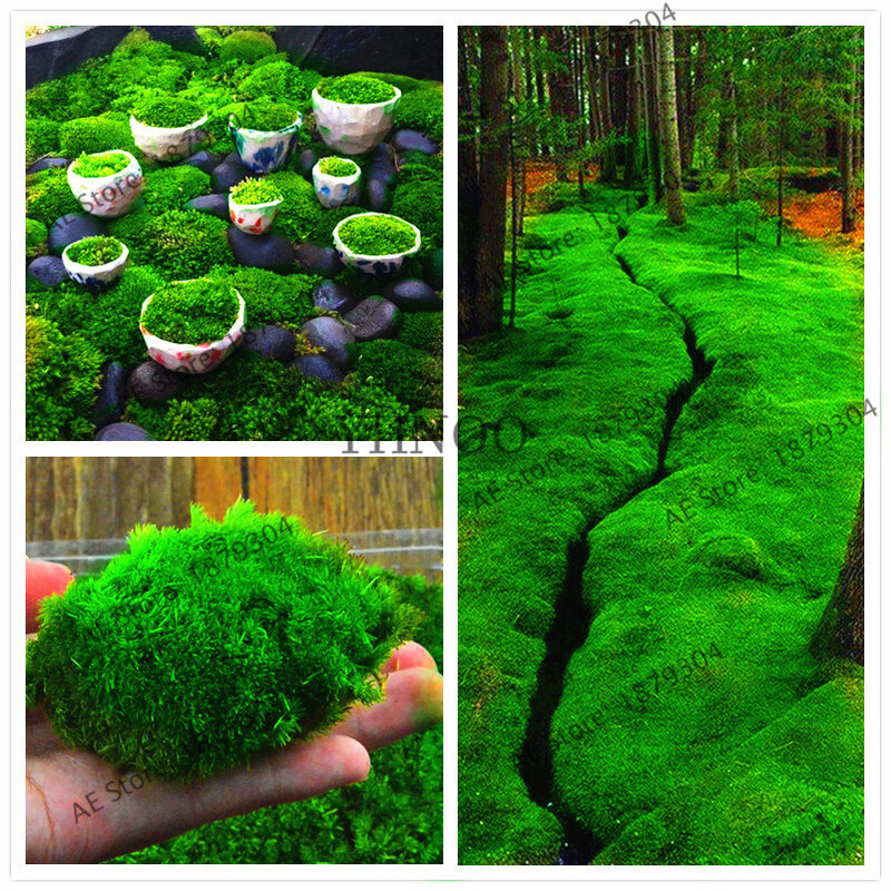 100 pçs musgo verde bonsai musgo raro flores, plantas em vaso ornamental, planta para jardim em casa, bonito vaso planta
