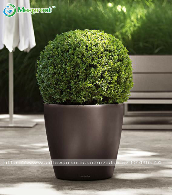 50PCS Home Garden Plant, Bonsai Boxwood seeds, insect repellent, a good choice for families absorb formaldehyde potted tree