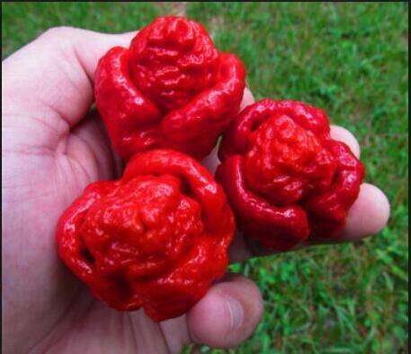 Super  Hot 100% GENUINE  200PCS  Red Fresh Carolina Reaper Chilli Pepper bonsais