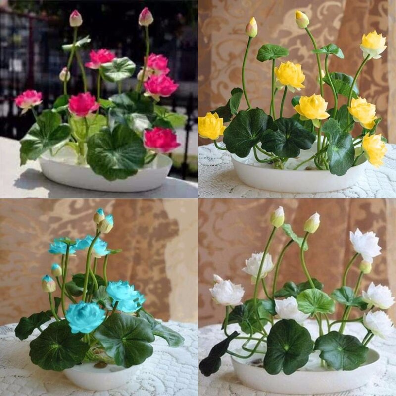 10 Pcs Pack Bowl Lotus Seed Hydroponic Plants Aquatic Plants Flower Seeds Pot Water Lily Seeds Bonsai Garden Bestdealplus