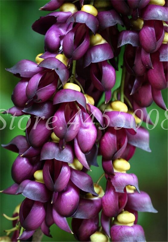 Imported Bonsai Mucuna Pruriens Exotic Jade Vine Perennial Climbing Garden Flower Fragrant Potted Home Planting Easy Grow 10 PCS